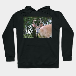 Only one buck! Hoodie